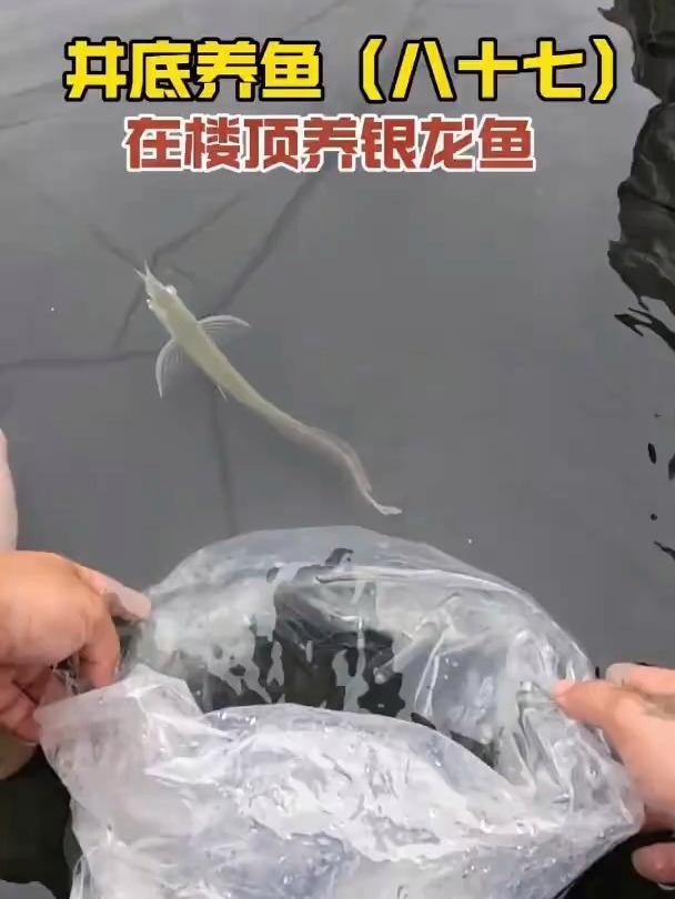 銀龍魚品相圖解