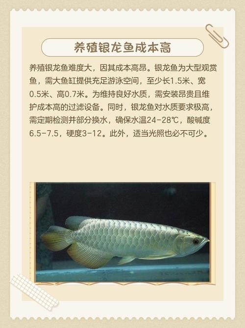 銀龍魚品相圖解