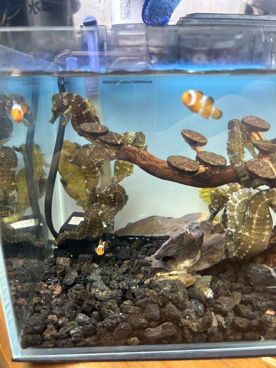 需要活體海馬的來