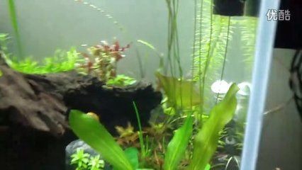 海爾芙拉魚缸的安裝視頻：海爾芙拉魚缸安裝教程