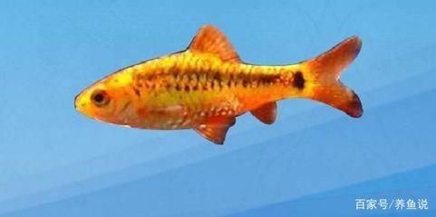 熱帶魚的種類有哪些？：在廣東養殖熱帶魚有哪些技巧？