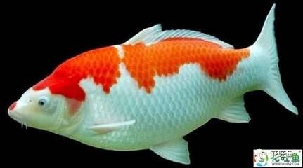 熱帶魚的種類有哪些？：在廣東養殖熱帶魚有哪些技巧？