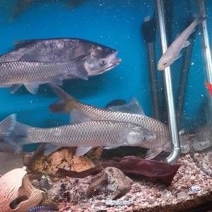 熱帶魚的種類有哪些？：在廣東養殖熱帶魚有哪些技巧？