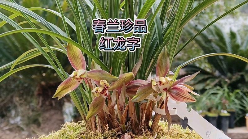 紅龍珍品