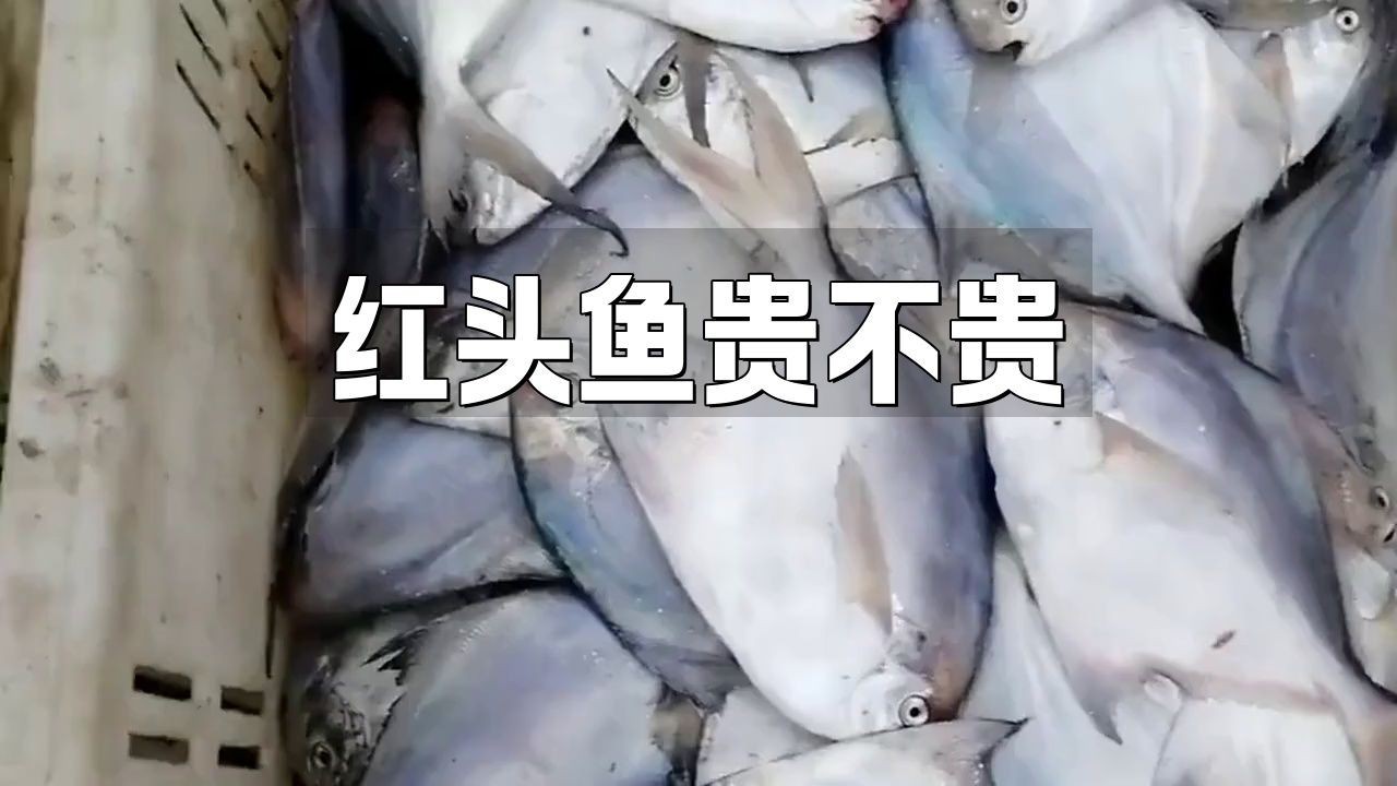 紅頭魚為什么這么便宜