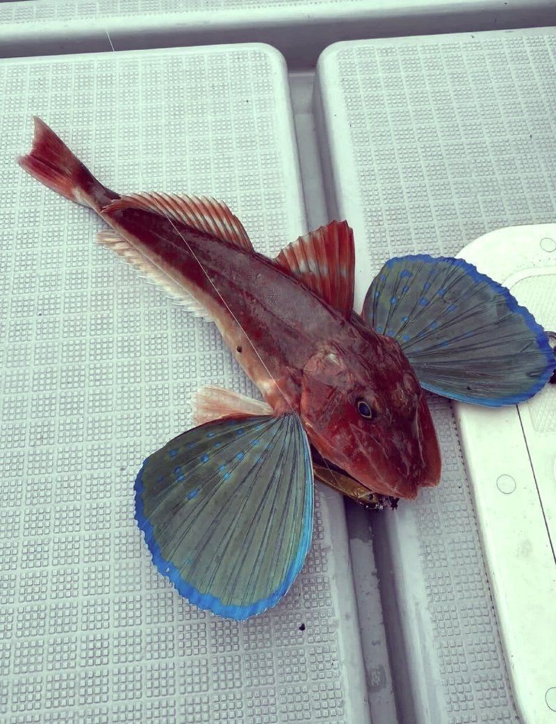 紅頭魚為什么這么便宜