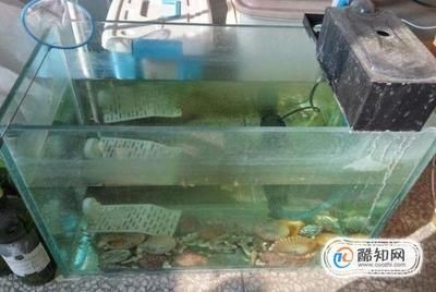 淡水魚缸養殖技巧淡水蝦在魚缸中的養殖需要注意以下幾點：淡水蝦在魚缸中的養殖技巧