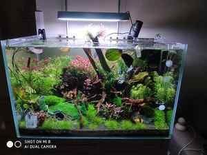 淡水魚缸養殖技巧淡水蝦在魚缸中的養殖需要注意以下幾點：淡水蝦在魚缸中的養殖技巧