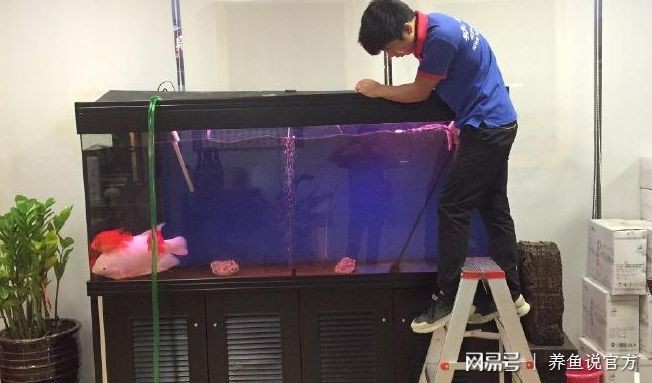 過濾比較好的魚缸可以不換水嗎為什么（魚缸可以不換水嗎？）