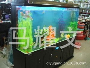 過濾比較好的魚缸可以不換水嗎為什么（魚缸可以不換水嗎？）