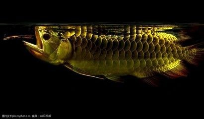 金龍魚壁紙：關于金龍魚壁紙的詳細信息及下載方式及下載方式
