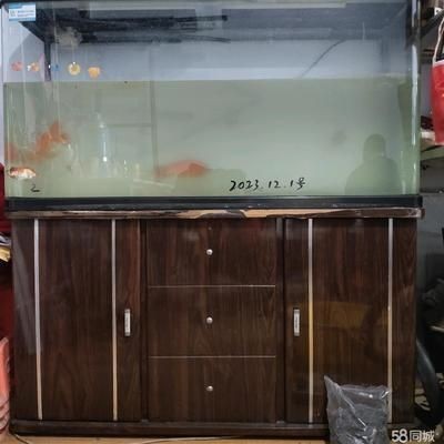 魚缸過度喂食后果及對策：過度喂食對水族箱生態系統的影響，魚缸生態平衡維護技巧