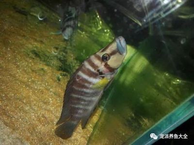 魚缸過度喂食后果及對策：過度喂食對水族箱生態系統的影響，魚缸生態平衡維護技巧