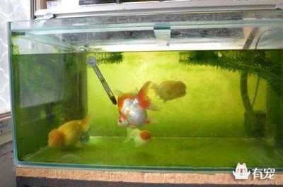 魚缸過度喂食后果及對策：過度喂食對水族箱生態系統的影響，魚缸生態平衡維護技巧