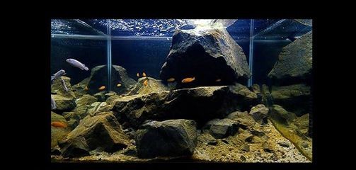 連云港市庭院生態(tài)魚缸與生態(tài)魚缸制作圖解生態(tài)魚缸制作圖解：生態(tài)魚缸與普通魚缸有什么區(qū)別