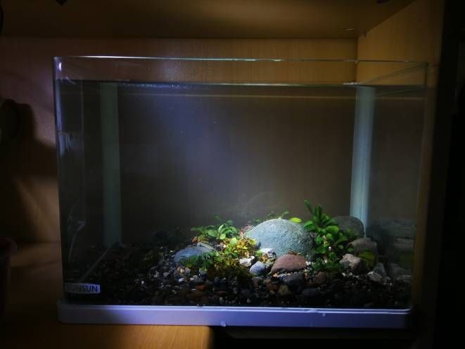 連云港市庭院生態(tài)魚缸與生態(tài)魚缸制作圖解生態(tài)魚缸制作圖解：生態(tài)魚缸與普通魚缸有什么區(qū)別