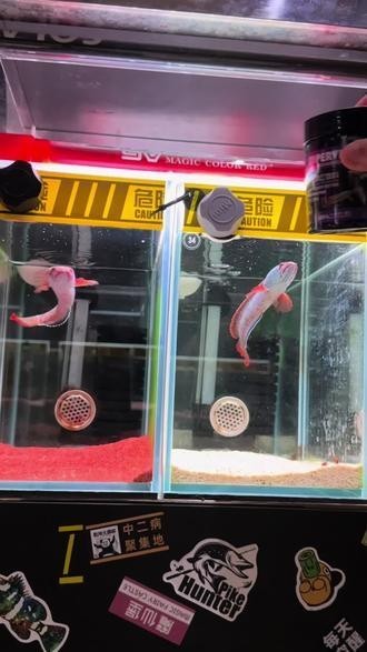 雷龍魚吃什么飼料發色好