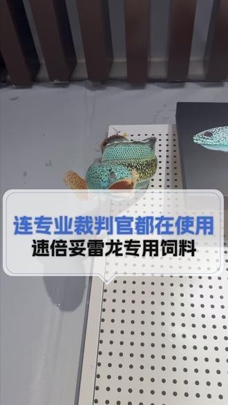 雷龍魚吃什么飼料發色好