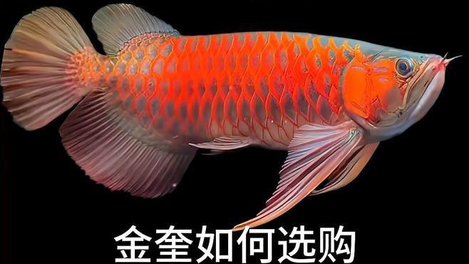 金頭過背60元一包貴嗎