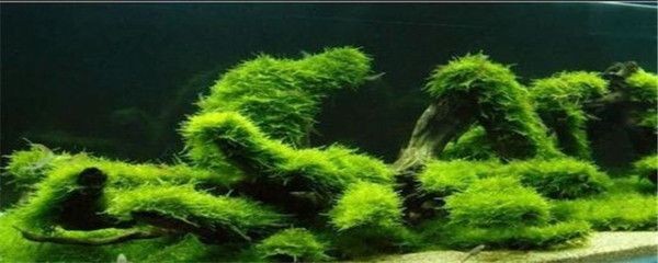 魚(yú)缸壞了怎么辦？：壞了的魚(yú)缸的處理方法