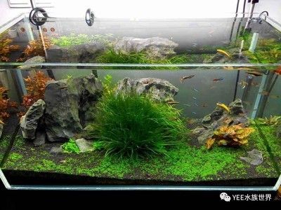 魚(yú)缸壞了怎么辦？：壞了的魚(yú)缸的處理方法
