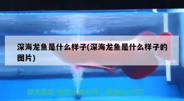 龍魚的樣子是什么樣子的：關(guān)于龍魚的一些詳細(xì)信息