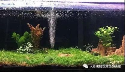 養龍魚需不需要養水草：養龍魚是否需要養水草？