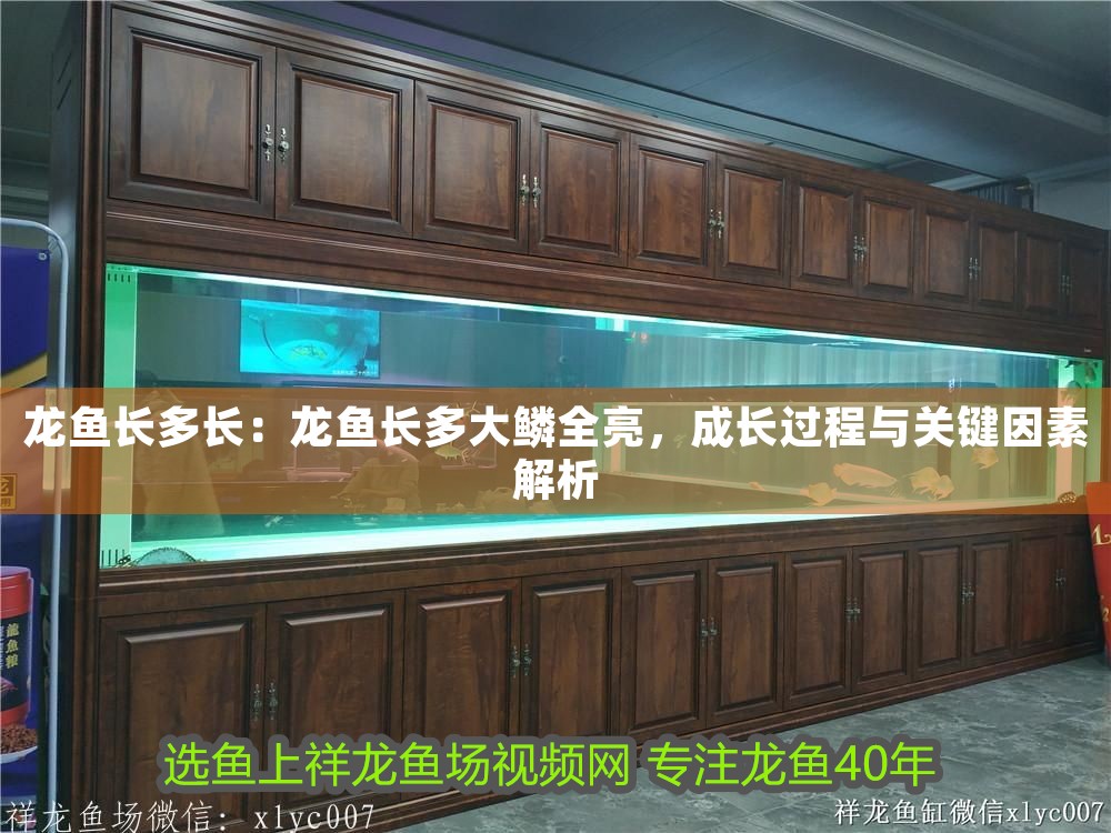 龍魚長多長：龍魚長多大鱗全亮，成長過程與關鍵因素解析