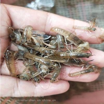 龍魚身上有小白點是什么蟲子：龍魚身上出現(xiàn)小白點可能是由多種原因引起的，其中一種可能是寄生蟲