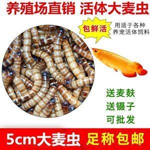 龍魚身上有小白點是什么蟲子：龍魚身上出現小白點可能是由多種原因引起的，其中一種可能是寄生蟲