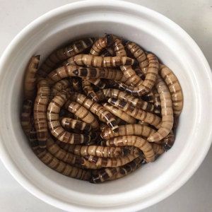 龍魚身上有小白點是什么蟲子：龍魚身上出現(xiàn)小白點可能是由多種原因引起的，其中一種可能是寄生蟲