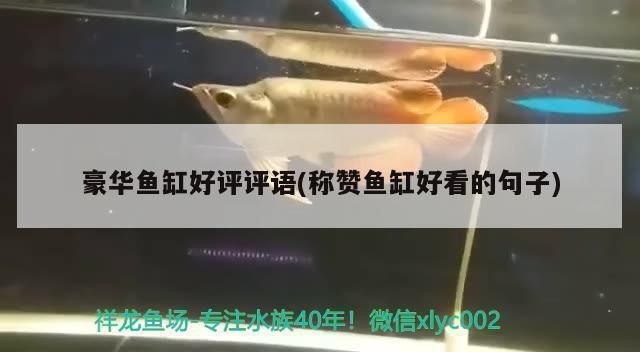 魚缸好的夸贊句子：夸贊魚缸好的句子