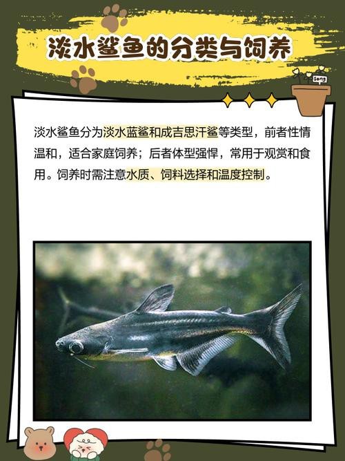 淡水鯊魚圖片