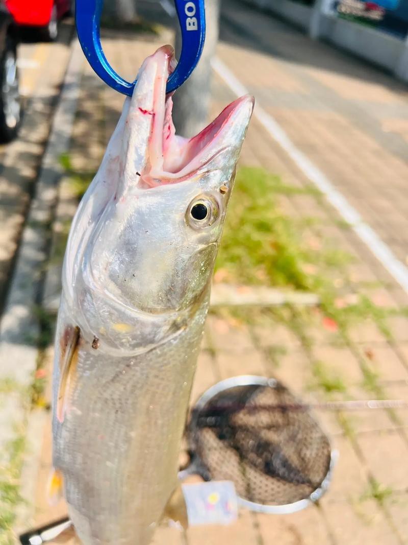 淡水鯊魚圖片