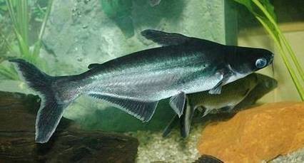 淡水鯊魚圖片