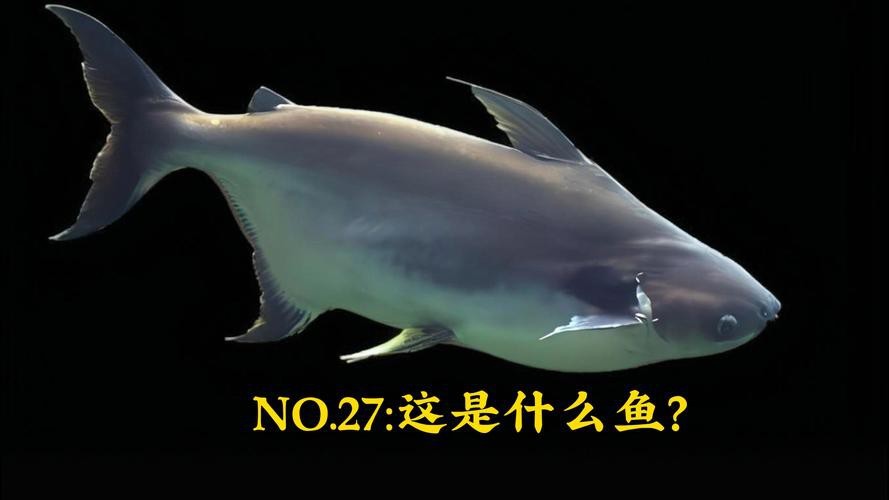 淡水鯊魚圖片