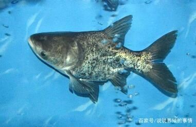 花鰱魚在魚缸養(yǎng)殖的具體指導(dǎo)：關(guān)于花鰱魚在魚缸養(yǎng)殖的具體指導(dǎo)