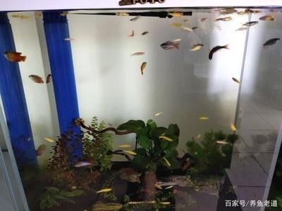 底濾魚缸過濾系統的清洗步驟和注意事項和注意事項：如何正確清洗底濾魚缸