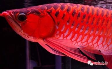 龍魚鱗片壞了怎么辦：如何判斷龍魚鱗片損傷的原因