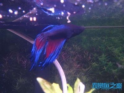 南充龍魚魚缸廠家：南充龍魚魚缸，打造水族藝術的完美空間