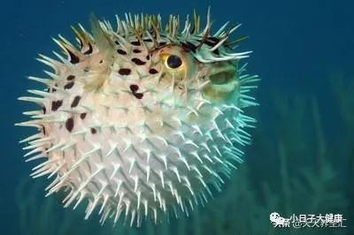 十大最毒海魚圖片