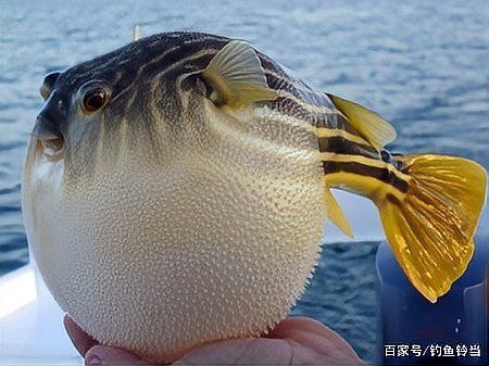 十大最毒海魚圖片