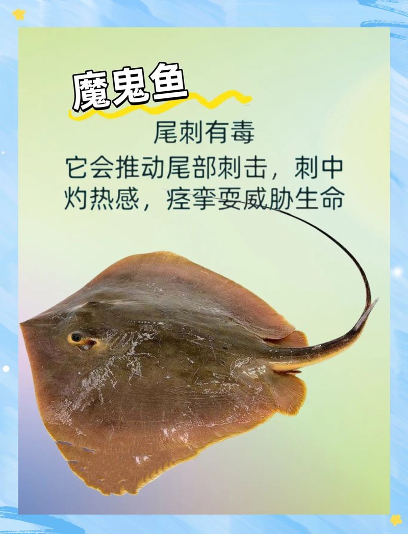 十大最毒海魚圖片