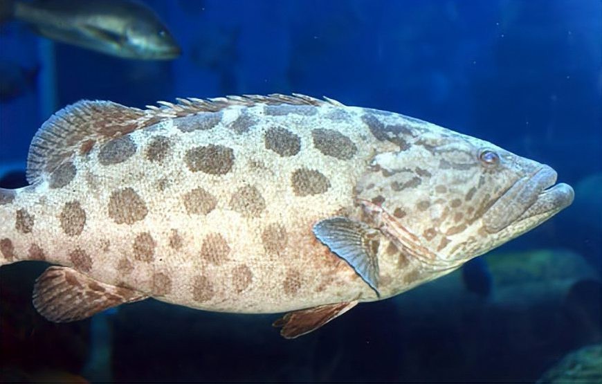 十大最毒海魚圖片