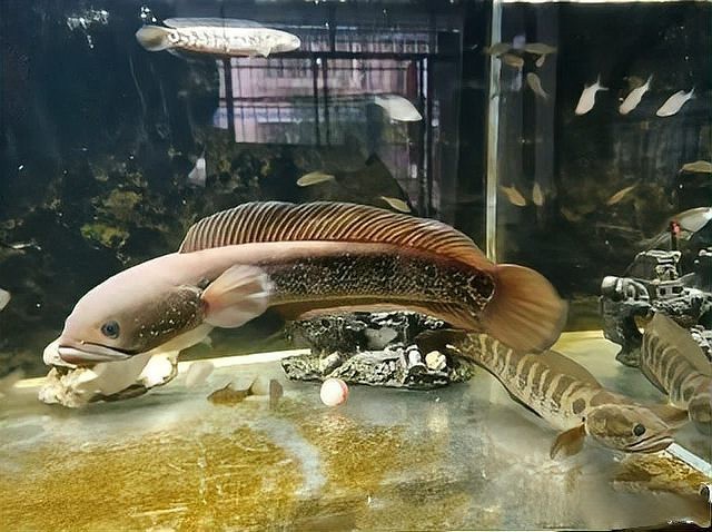 七星魚市場賣多少錢一斤