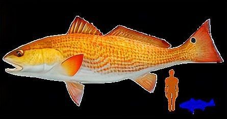紅魚是什么魚