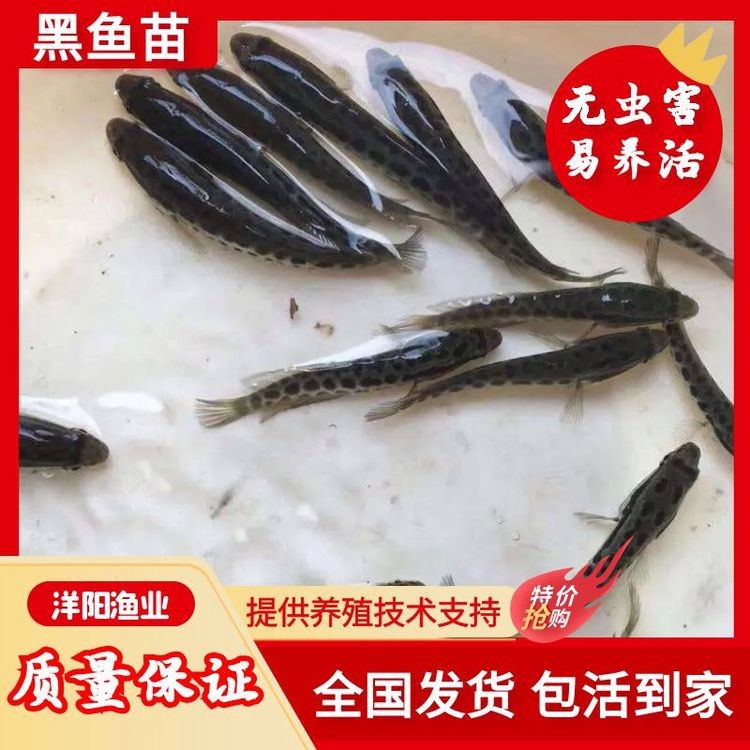最近的魚苗批發市場