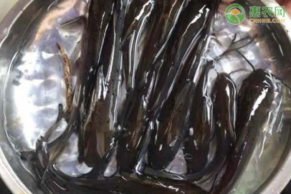 最近的魚苗批發市場