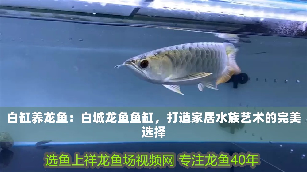 白缸養龍魚：白城龍魚魚缸，打造家居水族藝術的完美選擇