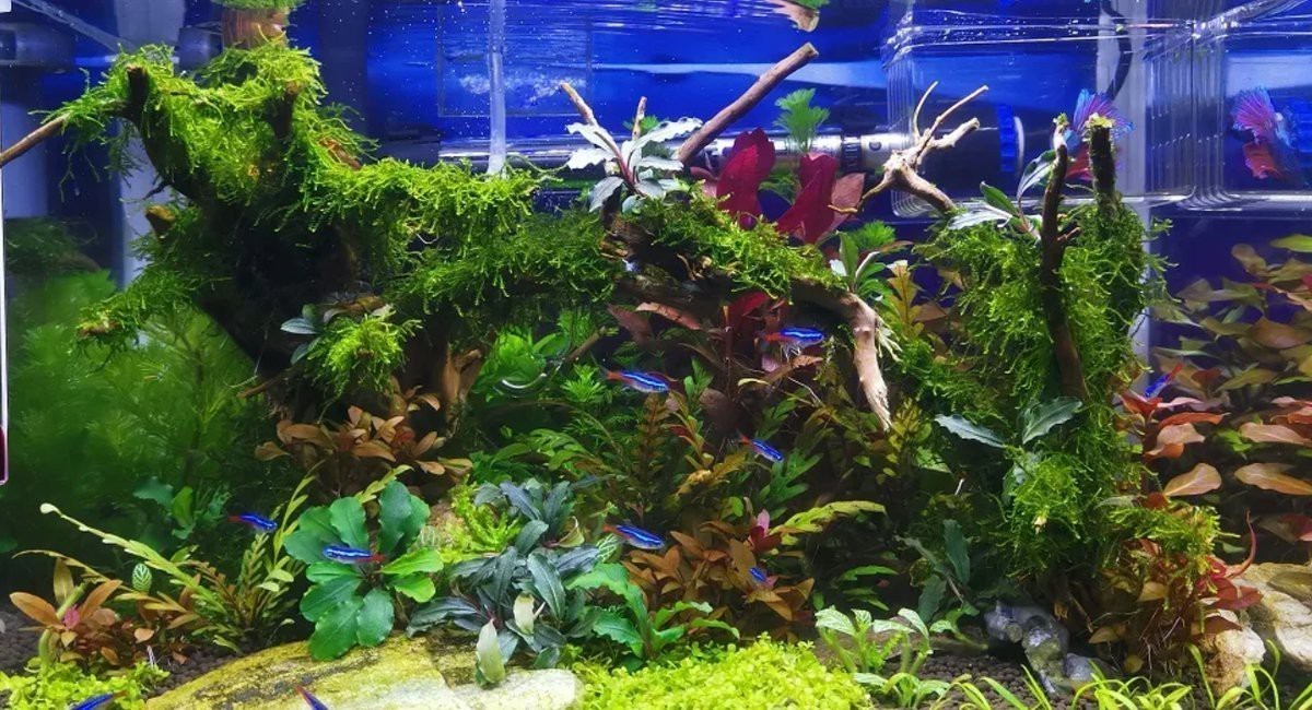 森森魚缸1.8米型號及價格 森森魚缸1.8米型號及價格 龍魚論壇 第9張
